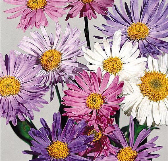 Астра альпийская Тримикс