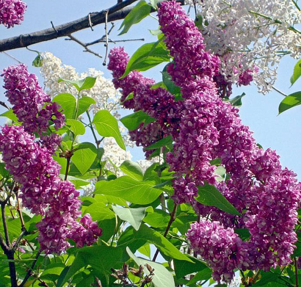 Сирень обыкновенная 'Миссис Эдвард Хардинг' (лилово - розовая)