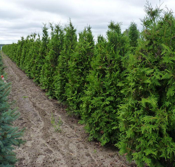 Туя западная 'Брабант'