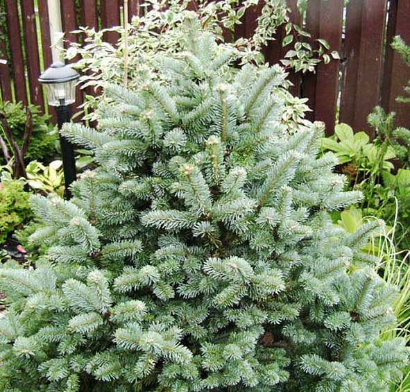 Пихта ласиокарпа 'Компакта'