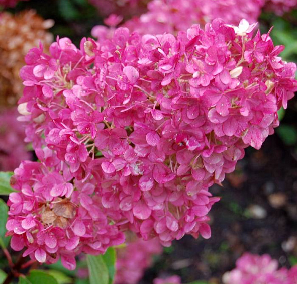 Гортензия метельчатая 'Сандеа Фрейс'