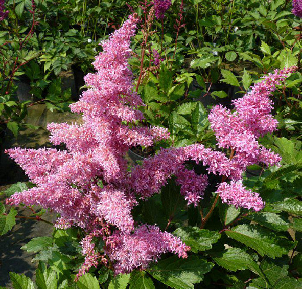 Астильба арендса Каттлея