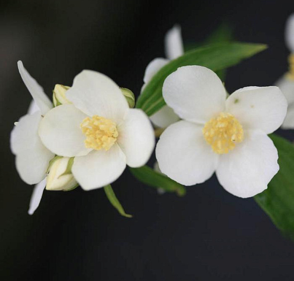 Чубушник Льюиса 'Ватертон'