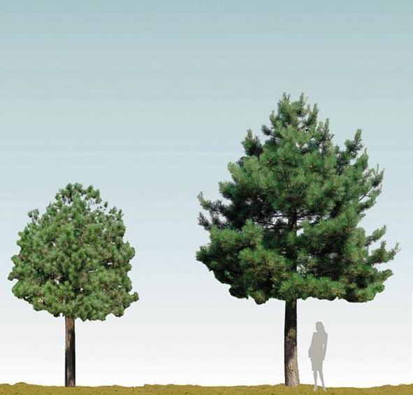 Сосна Черная (Pinus nigra)