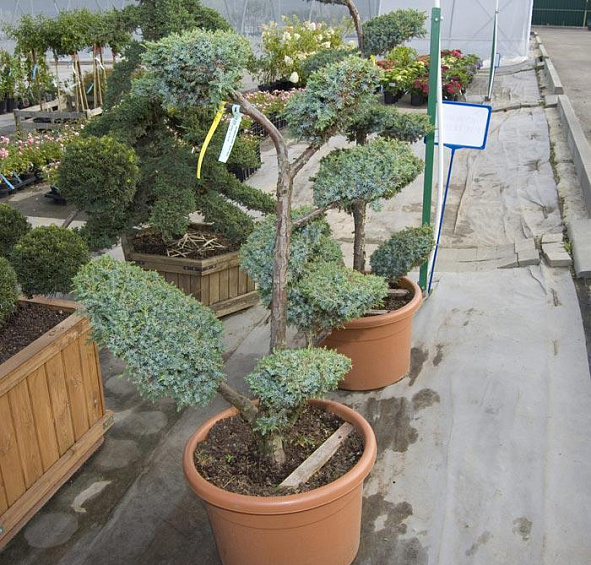 Можжевельник китайский Блу Альпс бонсай