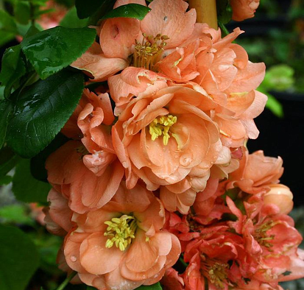 Айва прекрасная Гейша Герл (Geisha Girl)