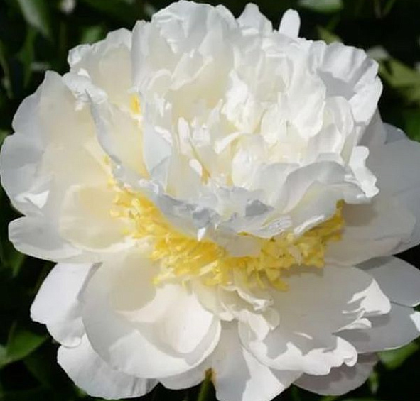 Пион Чеддер Голд (Cheddar Gold)