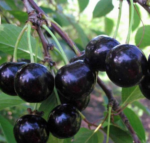 Вишня обыкновенная 'Россошанская черная'