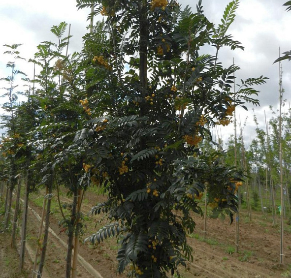 Рябина обыкновенная 'Джозеф Рок'