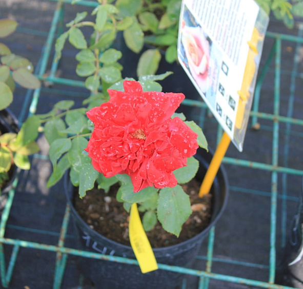 Роза Черри Бренди (Cherry Brandy)