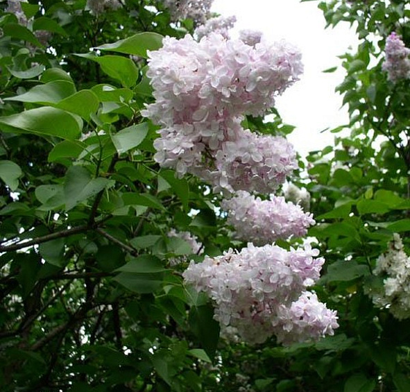 Сирень обыкновенная 'Полина Осипенко' (лилово - белая)