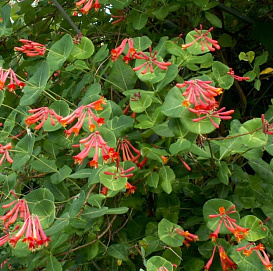 Жимолость Брауна