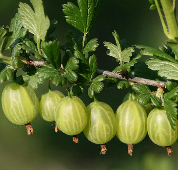 Крыжовник 'Родник'