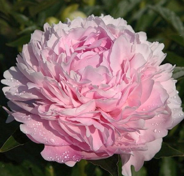 Пион Пион Сьюзи Кью (Susie Q)