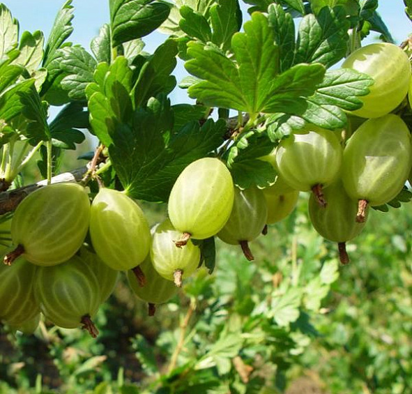 Крыжовник Снежана