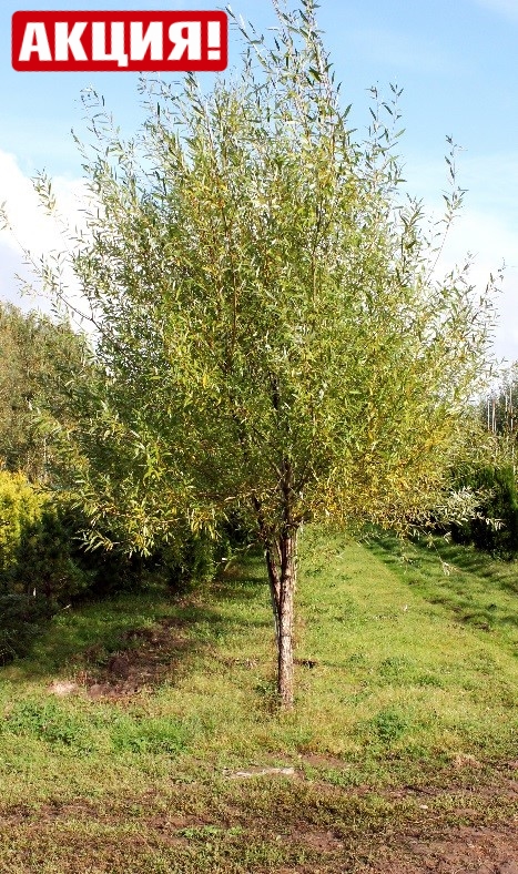 Ива ломкая (Salix fragilis)
